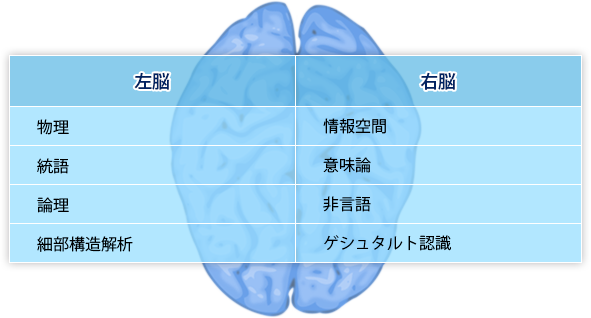 脳の図解