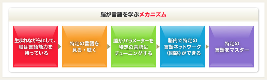 脳が言語を学ぶメカニズム